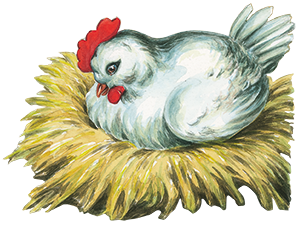 La gallina di Mariarosa